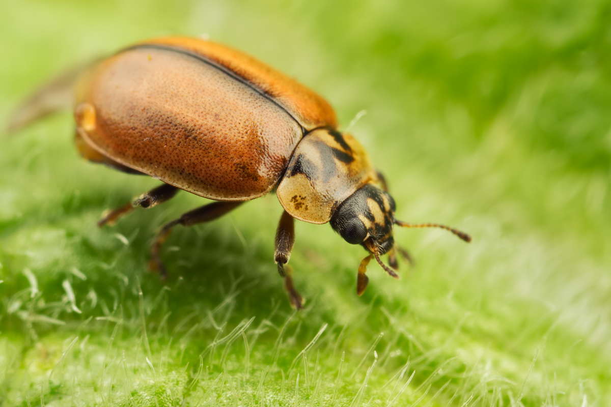 Larch Ladybird 4